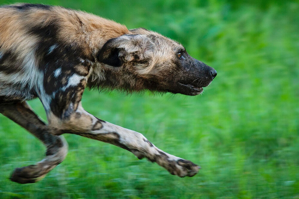 National Geographic National Geographic